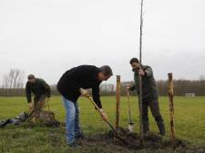 Maassluis heeft er in twee maanden tijd meer dan twintigduizend bomen bij: ‘Het was een hele operatie’