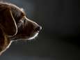 Oudste hond ter wereld (31) overleden: “Wat een geweldig leven heb je gehad”