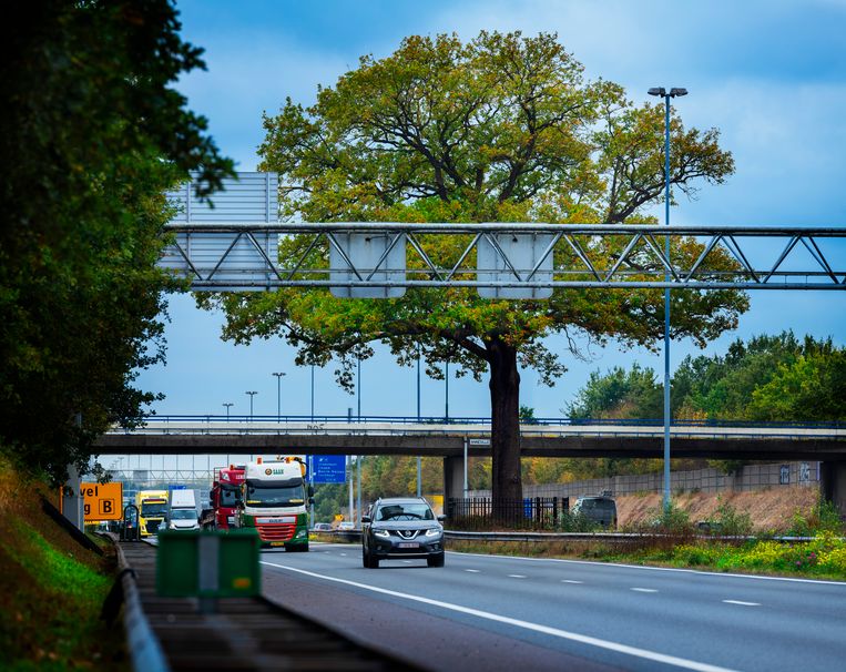 De eik zoals velen hem kennen: in de middenberm van de A58. Beeld Mark Kohn