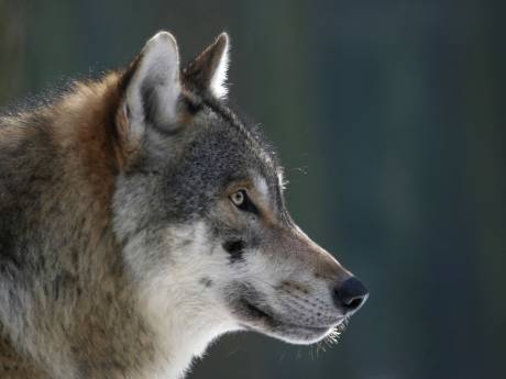 Natuurdocumentaire Wolf in top 3 kijkcijfers