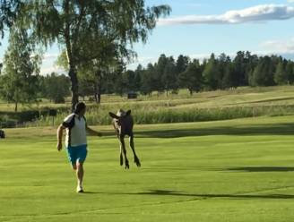 Boze eland heeft het gemunt op golfer, waarna die laatste het op een lopen zet (tot hilariteit van filmer)