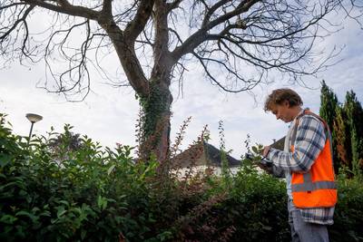 Honderden bomen in Leidschendam-Voorburg worden gekapt na jaarlijkse controle