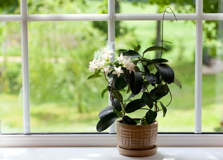 9 planten die je huis lekker