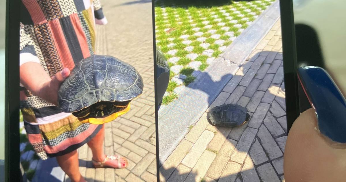 Tweedehandskleding, afgedankt speelgoed en... een levende schildpad op de Rommelroute Heinkenszand
