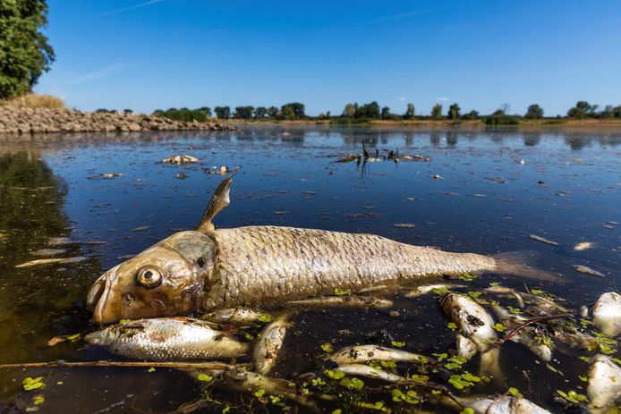 Dode vissen in de Pools-Duitse rivier de Oder. De afgelopen weken is al meer dan 190 ton aan dode vissen geruimd.