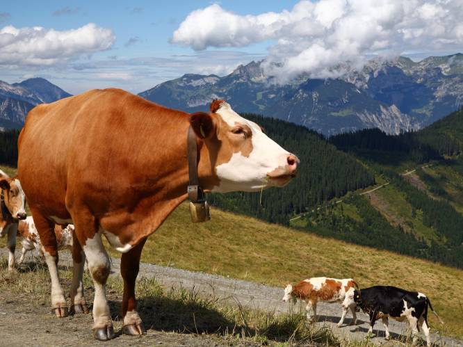 Koeien doden vrouw in Tirol: boer moet 500.000 euro schadevergoeding betalen