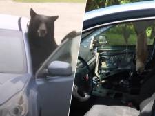 Un ours passe la nuit coincé dans la voiture d'un couple aux Etats-Unis