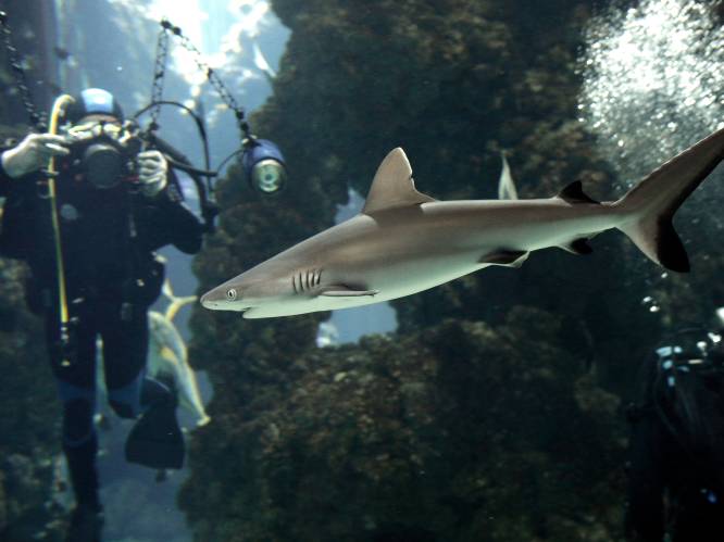 Haaien zijn ‘functioneel uitgestorven’ in 19 procent van de riffen