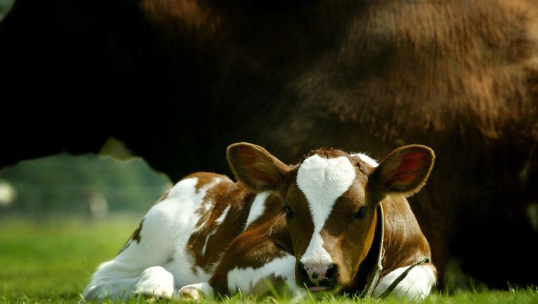 Concessie Zwijgend Razernij Laat het kalfje bij de koe | De Volkskrant