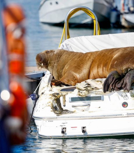 Rondzwervende walrus Freya gedood door Noorse autoriteiten