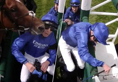 VIDEO. Pijnlijk tafereel: paard schakelt jockey uit met rake kopstoot... nog voor race begint