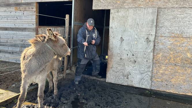 Le sauvetage de plus de 60 animaux tourne mal à Anvers: “ Il lui a assené un coup de poing”