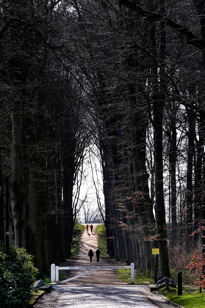 Het Neerijnense bos loopt tot aan de Waaldijk.