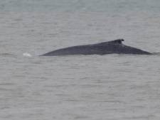 Bultrug duikt op in de Westerschelde, dit keer voor de kust van Ritthem. ‘Hij lijkt wat vermagerd’