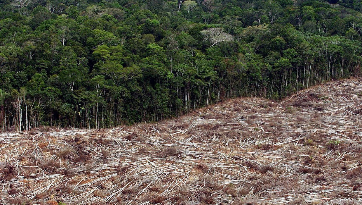 Benarkah penebangan hutan di Belanda secepat Amazon?