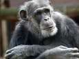 Ontsnapte chimpansee Mike viel oma en kleindochter aan: ‘Dit had heel slecht kunnen aflopen’