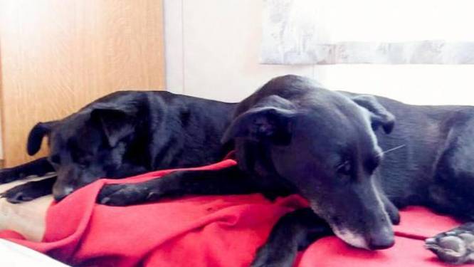 Dierenbeul vergiftigt twee honden in hun eigen tuin: "Het waren onze oogappels"