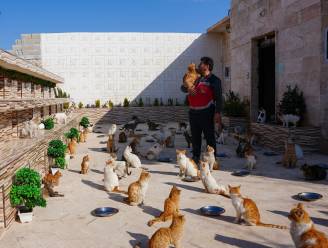 ‘Kattenman van Aleppo’ redde honderden kattenlevens tijdens Syrische Burgeroorlog, nu haalt hij ook katten vanonder het puin na de aardbevingen in Syrië