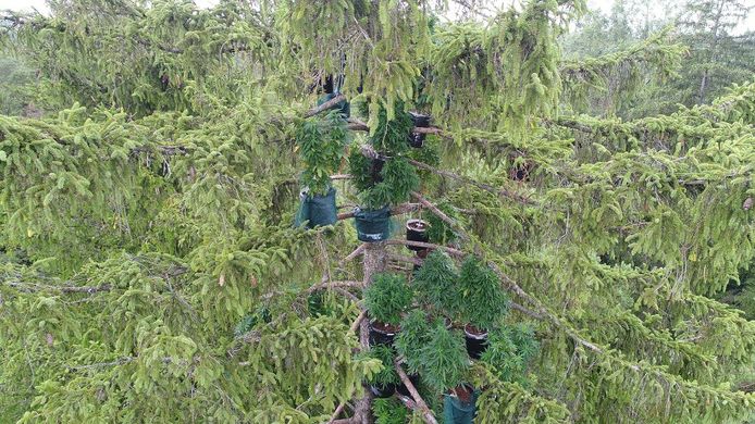 Een 'hobbykweker' bevestigde diverse potten gevuld met marihuanaplanten in de boomtoppen.
