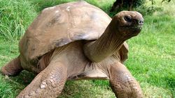 Oudste schildpad ter wereld heeft per ongeluk al 26 jaar homorelatie