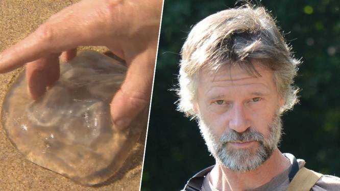Kust kampt met kwallenplaag: wat moet je doen als je gebeten bent? En wat helpt tegen de pijn?
