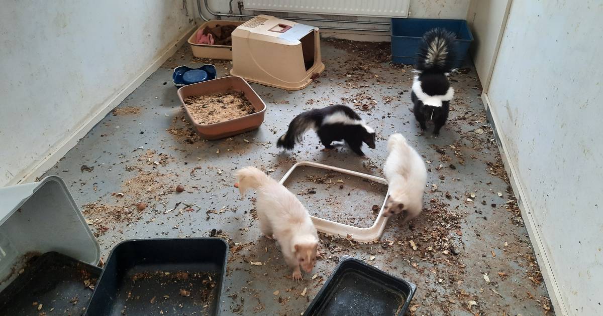 Vervuild huis met 49 katten en zes stinkdieren: ‘Je kon er geen adem halen, zo erg stonk het daar’ |