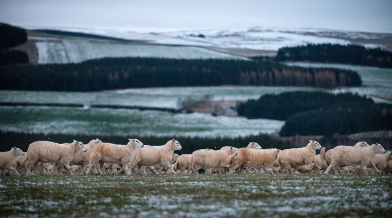 Schapen van de zoon van Sandy Scott. Hij verkoopt de meeste van zijn schapen in Engeland. Beeld Bram Lammers