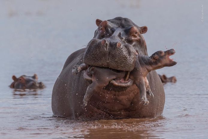 De wreedste. Een mannetjesnijlpaard grijpt en doodt het jong van een vrouwtje dat (links) moet toekijken.  Wildlife Photographer Of The Year