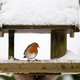 Winter lokt veel meer vogels naar de tuin