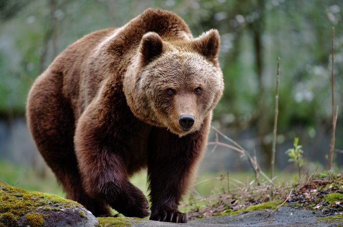 in het midden van niets Trouwens Rood Eerste beer in 200 jaar gesignaleerd in Portugal | Dieren | hln.be
