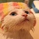 Fris & fruitig: deze kat luidt de nieuw week in