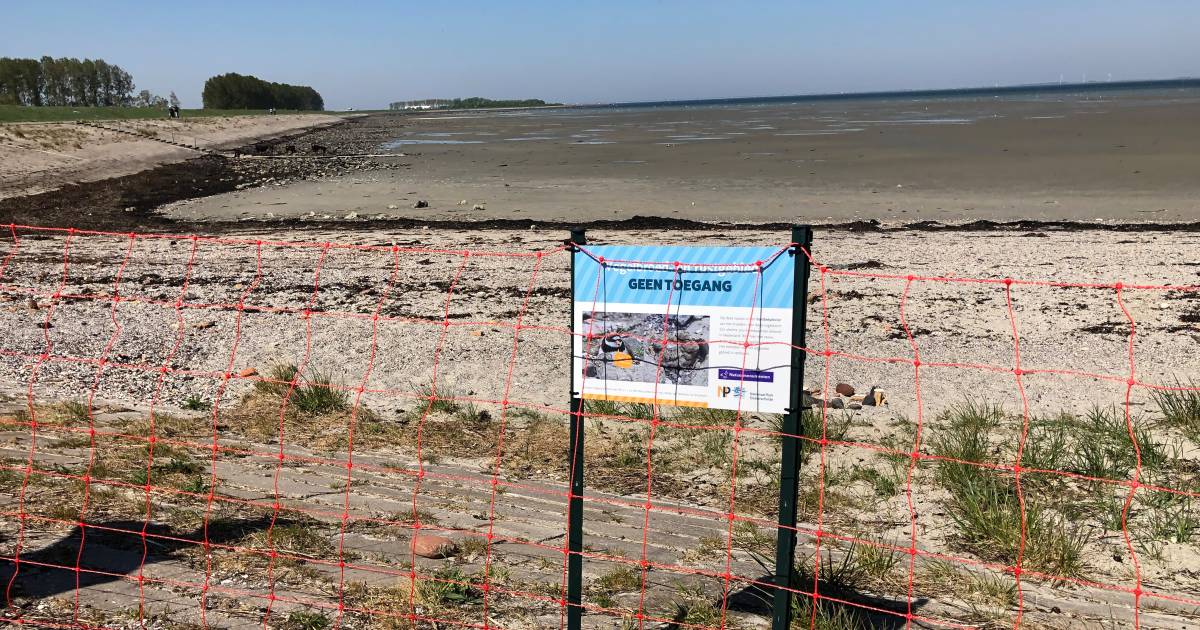 Strandje Kattendijke afgesloten zodat bontbekplevier rustig kan broeden