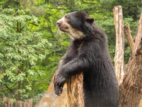Lief! Twee brilbeerbroertjes nemen intrek in nieuw verblijf DierenPark Amersfoort