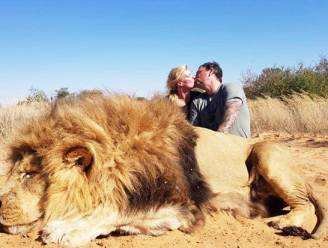 
Zuid-Afrika wil komaf maken met fokken van leeuwen voor 'trofeejacht’