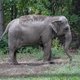New Yorkse rechtbank: olifant Happy is geen persoon en blijft in de dierentuin