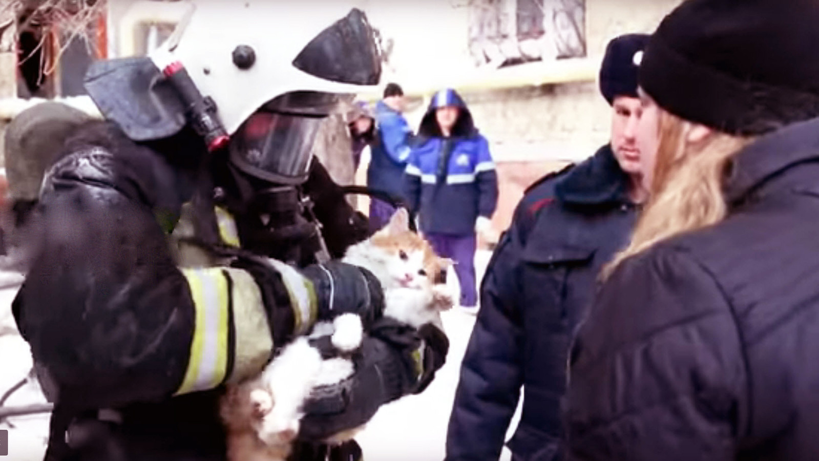 Семилетний котик. Парни читайте тб кот. Пожарные спасают животных. Мчс спасают кошку. Спас девочку кошку.
