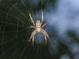 Waarom we weer meer spinnen zien: "Ze zijn gewoon actiever"