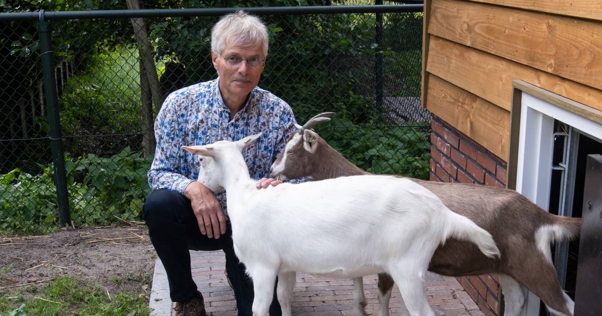 Hooglanderveeners blazen dierenweide van boer Antoon nieuw leven in: ‘Hier zien we om naar elkaar’