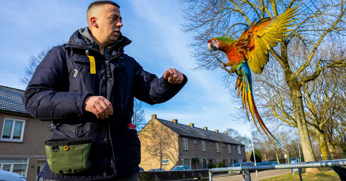 Teken een foto Makkelijk te gebeuren God Papegaaien fladderen door Den Bosch: 'Het is al een toeristische attractie'  | Brabant | bd.nl