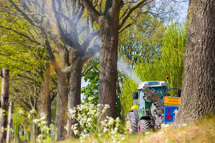 Het biologische bestrijdingsmiddel XenTari word in de bomen gespoten om eikenprocessierupsen te bestrijden. Hier bij Waspik.