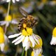 'Gif van honingbijenbeet kan gebruikt worden in de geneeskunde'