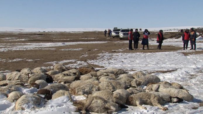 Mongolië beleeft de strengste winter in een halve eeuw.