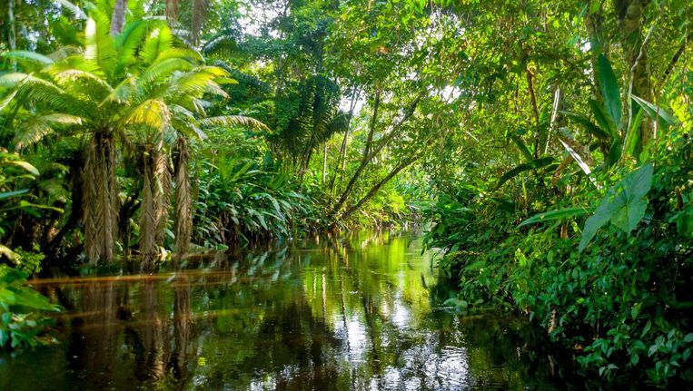 De Amazone-bossen zijn CO2-neutraal. En dat is niets minder dan een noodsignaal. Beeld thinkstock