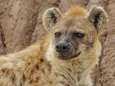 Corona-uitbraak in Amerikaanse zoo: voor het eerst Covid vastgesteld bij hyena's