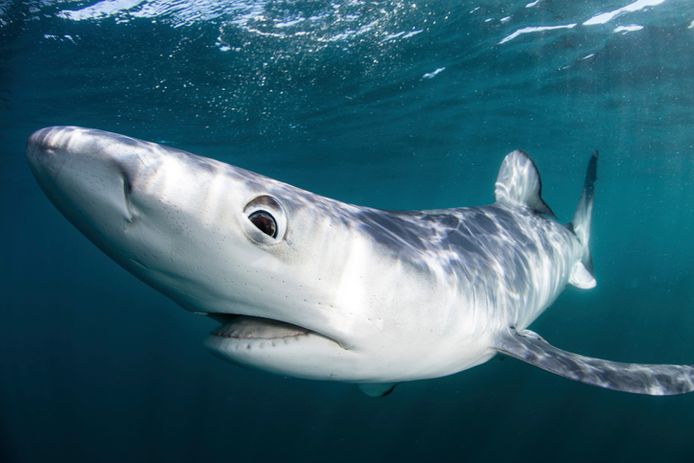 Les humains risquent d'éradiquer les grands animaux marins