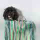 Deze 'buitenlander' heeft wat ambivalente gevoelens over honden