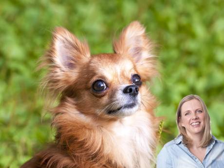 Een hondje van het goeie leven; het baasje eet wel een boterham minder