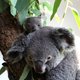 Koala’s officieel bedreigde diersoort: ‘Een donkere dag, Australië had het nooit zover mogen laten komen’