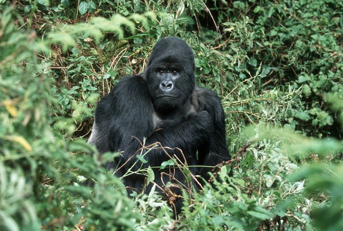 De populaties van laaglandgorilla's in de Democratische Republiek Congo zijn tussen 1994 en 2019 met 80 procent afgenomen. De jacht is de grootste bedreiging. Deze gorilla's zijn gewild voor hun vlees en worden als huisdier gehouden.