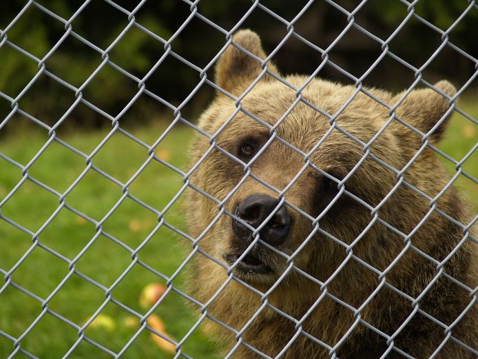 Een beer in het berenpark Orsa.